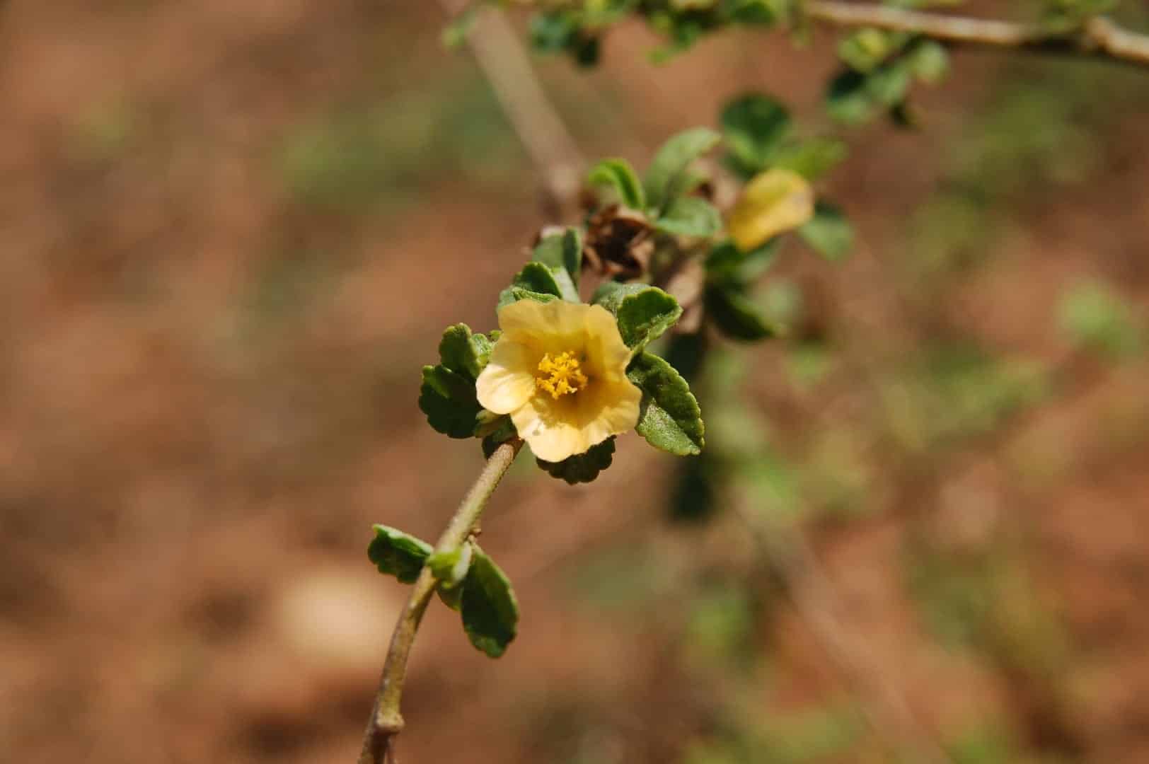 Bala (Sida cordifolia) in growth promotion and pediatric debility